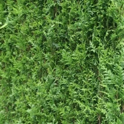 Levensboom (Thuja Plicata 'Atrovirens') 20 Levensboom (Thuja Plicata 'Atrovirens') -Tuin Glimmer Verkoop thuja plicatum atrovirens 2