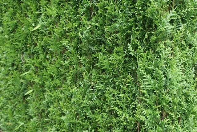 Levensboom (Thuja Plicata 'Atrovirens') 10 Levensboom (Thuja Plicata 'Atrovirens') - Afbeelding 8