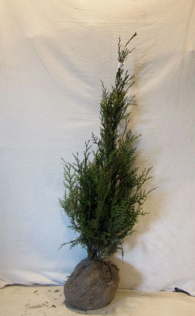 Levensboom (Thuja Plicata 'Atrovirens') 12 Levensboom (Thuja Plicata 'Atrovirens') - Afbeelding 10