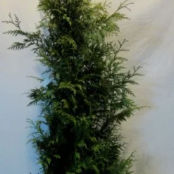 Reuzenlevensboom (Thuja Plicata 'Excelsa') -Tuin Glimmer Verkoop thujapexcelsa150 175