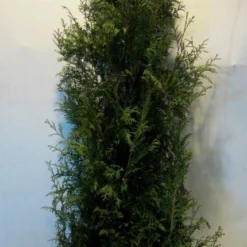 Levensboom (Thuja Plicata 'Martin') -Tuin Glimmer Verkoop thujapmartin175 200 1