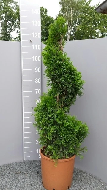 Conifeer Als Spiraal (Thuja Occidentalis 'Smaragd') 9 Conifeer Als Spiraal (Thuja Occidentalis 'Smaragd') - Afbeelding 7