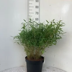 Niet Woekerende Bamboe (Fargesia Murieliae 'Tiny') 7 Niet Woekerende Bamboe (Fargesia Murieliae 'Tiny') -Tuin Glimmer Verkoop tiny c10