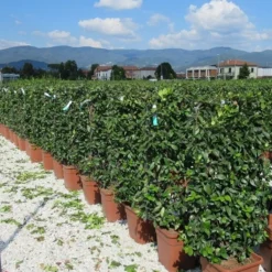 Toscaanse Jasmijn Als Leivorm(Trachelospernum Jasminoides) -Tuin Glimmer Verkoop trachelospermum jasminoides 52x110 leivorm 2 1