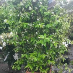 Toscaanse Jasmijn Als Leivorm(Trachelospernum Jasminoides) -Tuin Glimmer Verkoop trachelospernum jasm. leivorm 100125 2