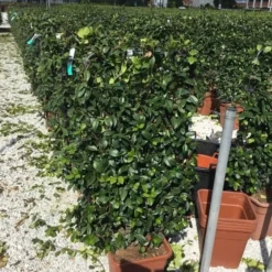 Toscaanse Jasmijn Als Leivorm(Trachelospernum Jasminoides) -Tuin Glimmer Verkoop trachelospernum jasminoides 90x50 cm 1