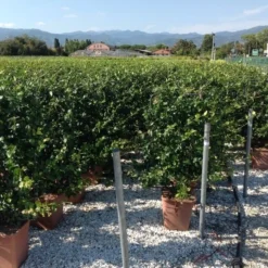 Toscaanse Jasmijn Als Leivorm(Trachelospernum Jasminoides) -Tuin Glimmer Verkoop trachelospernum jasminoides lage leivorm