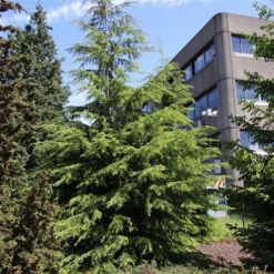 Westelijke Hemlockspar (Tsuga Heterophylla) 11 Westelijke Hemlockspar (Tsuga Heterophylla) -Tuin Glimmer Verkoop tsuga heterophylla