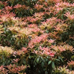 Nieuwkomers 4 Rotsheide (Pieris Japonica)