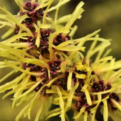 Toverhazelaar (Hamamelis Mollis) -Tuin Glimmer Verkoop vaem02437