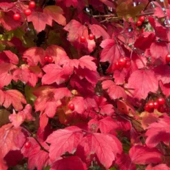 Gelderse Roos (Viburnum Opulus) -Tuin Glimmer Verkoop vaem08760