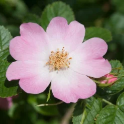 Ondoordringbare Haag, Hoog 7 Ondoordringbare Haag, Hoog -Tuin Glimmer Verkoop vaem09210