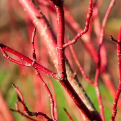 Nieuwkomers -Tuin Glimmer Verkoop vaem09749