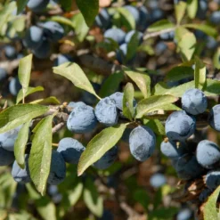 Nieuwkomers -Tuin Glimmer Verkoop vami02169