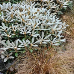 Rhododendron (Rhododendron 'Edelweiss')