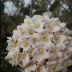 Sneeuwbal (Viburnum Burkwoodii) -Tuin Glimmer Verkoop viburnum burkwoodii
