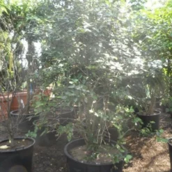 Sneeuwbal (Viburnum Burkwoodii) -Tuin Glimmer Verkoop viburnum burkwoodii 200 250 300 c240