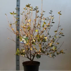 Sneeuwbal (Viburnum Burkwoodii) -Tuin Glimmer Verkoop viburnum burkwoodii 80 100 cm co. 7.5l kopie