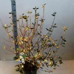 Sneeuwbal (Viburnum Burkwoodii) -Tuin Glimmer Verkoop viburnum burkwoodii 80 100 cm co. 7.5l v kopie