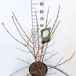 Sneeuwbal (Viburnum Carlcephalum) -Tuin Glimmer Verkoop viburnum carlecephalum c10 v01