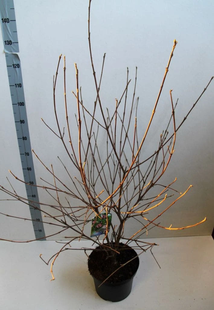 Sneeuwbal (Viburnum Carlesii 'Aurora') 4 Sneeuwbal (Viburnum Carlesii 'Aurora') - Afbeelding 2