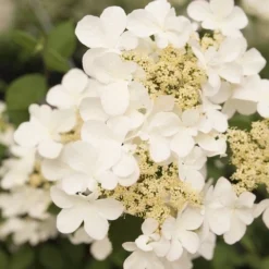 Japanse Sneeuwbal (Viburnum Plicatum 'Kilimandjaro Sunrise') 10 Japanse Sneeuwbal (Viburnum Plicatum 'Kilimandjaro Sunrise') -Tuin Glimmer Verkoop viburnum kil. sunrise 2 1