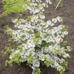 Japanse Sneeuwbal (Viburnum Plicatum 'Kilimandjaro Sunrise') 11 Japanse Sneeuwbal (Viburnum Plicatum 'Kilimandjaro Sunrise') -Tuin Glimmer Verkoop viburnum kil. sunrise 4 1