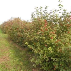 Gelderse Roos (Viburnum Opulus) -Tuin Glimmer Verkoop viburnum opulus