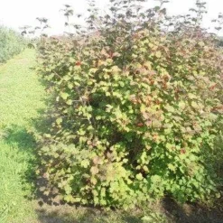 Gelderse Roos (Viburnum Opulus) -Tuin Glimmer Verkoop viburnum opulus 150 200 1