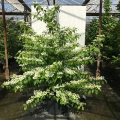 Japanse Sneeuwbal (Viburnum Plicatum 'Kilimandjaro Sunrise') 12 Japanse Sneeuwbal (Viburnum Plicatum 'Kilimandjaro Sunrise') -Tuin Glimmer Verkoop viburnum plic. kilimandjaro 150 175 c50