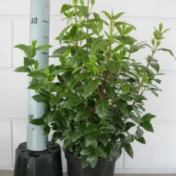 Sneeuwbal (Viburnum Tinus 'Spirit') 20 Sneeuwbal (Viburnum Tinus 'Spirit') -Tuin Glimmer Verkoop viburnum tinus 40 50 c3 april 2 2