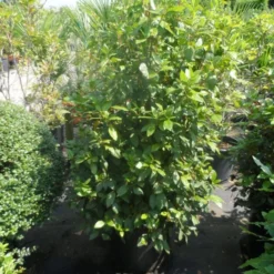 Groenblijvende Sneeuwbal (Viburnum Tinus 'Eve Price') -Tuin Glimmer Verkoop viburnum tinus eve price 125 150 c50