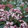 Sneeuwbal (Viburnum Tinus 'Spirit') -Tuin Glimmer Verkoop viburnum tinus spirit 05