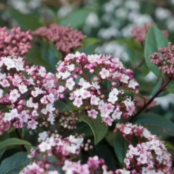 Tuin Glimmer Verkoop 8 Sneeuwbal (Viburnum Tinus 'Spirit')
