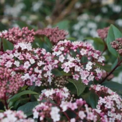 Tuin Glimmer Verkoop -Tuin Glimmer Verkoop viburnum tinus spirit 06
