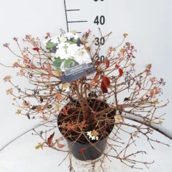 Sneeuwbal (Viburnum Plicatum 'Watanabe') -Tuin Glimmer Verkoop viburnum watanabe c10 v02