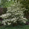 Japanse Sneeuwbal (Viburnum Plicatum 'Tomentosum') -Tuin Glimmer Verkoop viburnumplictomentosumvi01