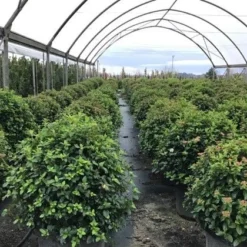 Sneeuwbal Als Bolvorm (Viburnum Tinus 'Eve Price') 10 Sneeuwbal Als Bolvorm (Viburnum Tinus 'Eve Price') -Tuin Glimmer Verkoop viburnumtinuseveprice