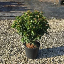 Sneeuwbal (Viburnum Tinus 'Spirit') 16 Sneeuwbal (Viburnum Tinus 'Spirit') -Tuin Glimmer Verkoop viburnumtinusspirit01