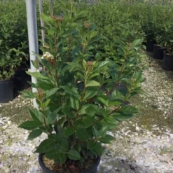 Sneeuwbal (Viburnum Tinus 'Spirit') 18 Sneeuwbal (Viburnum Tinus 'Spirit') -Tuin Glimmer Verkoop viburnumtinusspirit02