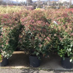 Sneeuwbal Als Bolvorm (Viburnum Tinus 'Spirit') -Tuin Glimmer Verkoop viburnumtinusspiritbol02