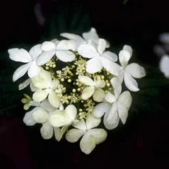Sneeuwbal (Viburnum Plicatum 'Watanabe') -Tuin Glimmer Verkoop vipwatan 8