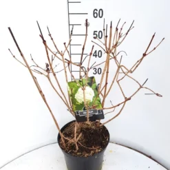 Sneeuwbal (Viburnum Opulus 'Roseum') -Tuin Glimmer Verkoop virburnum opulus roseum c10 v01