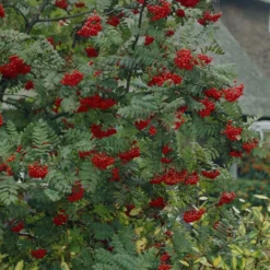 Vogelvriendelijke Haag -Tuin Glimmer Verkoop visi07503