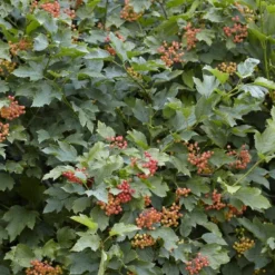 Vogelvriendelijke Haag