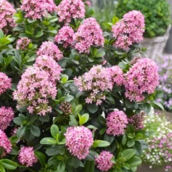 Tuin Glimmer Verkoop 23 Escallonia (Escallonia 'Pink Elle')