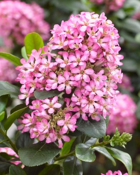 Escallonia (Escallonia 'Pink Elle') 5 Escallonia (Escallonia 'Pink Elle') - Afbeelding 3