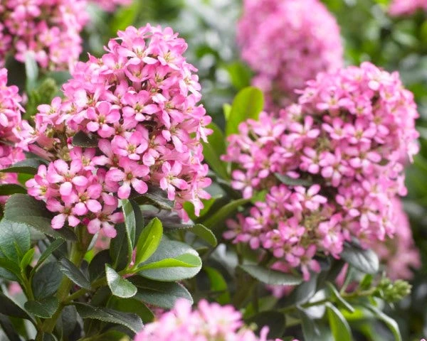 Escallonia (Escallonia 'Pink Elle') 4 Escallonia (Escallonia 'Pink Elle') - Afbeelding 2