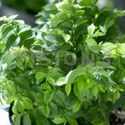 Dwergiep (Ulmus Minor 'Jacqueline Hillier')