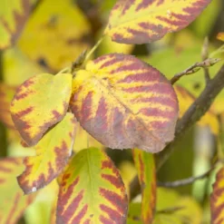Dwerg Krentenboompje (Amelanchier Spicata) -Tuin Glimmer Verkoop visi48397